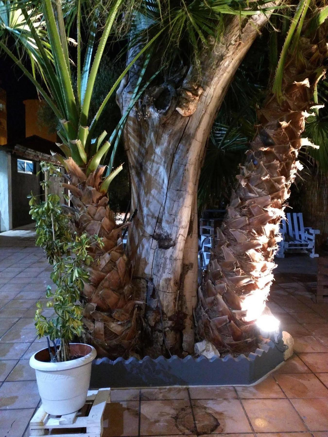 Nwt Paradise Urban Hostel Alicante Exteriör bild